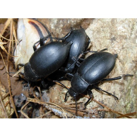 Tenebrio obscurus