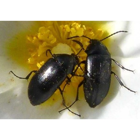 Tenebrio obscurus