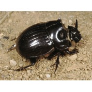 Copris hispanus hispanus