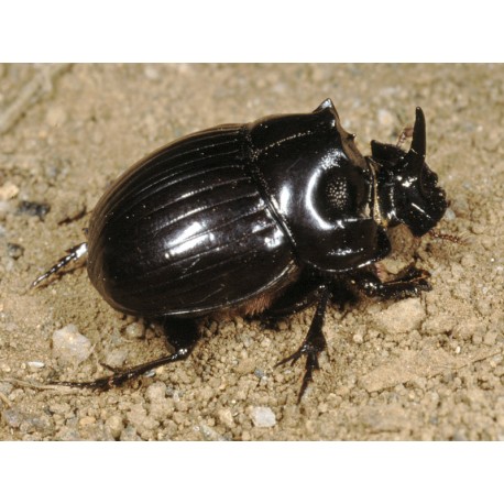 Copris hispanus hispanus