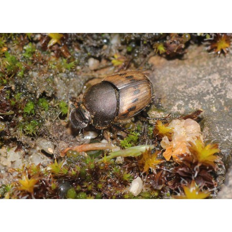 Onthophagus lemur   