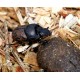 Onthophagus fracticornis  x5