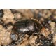 Onthophagus furcatus x2  x5