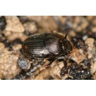 Onthophagus furcatus x2  x5