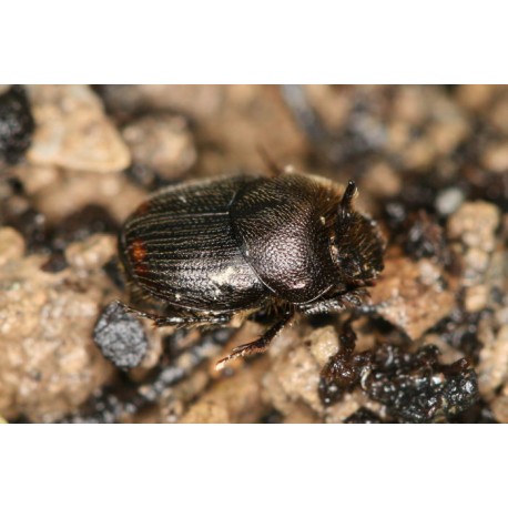 Onthophagus furcatus x2  x5