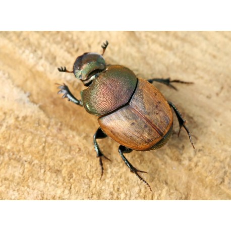 Onthophagus coenobita