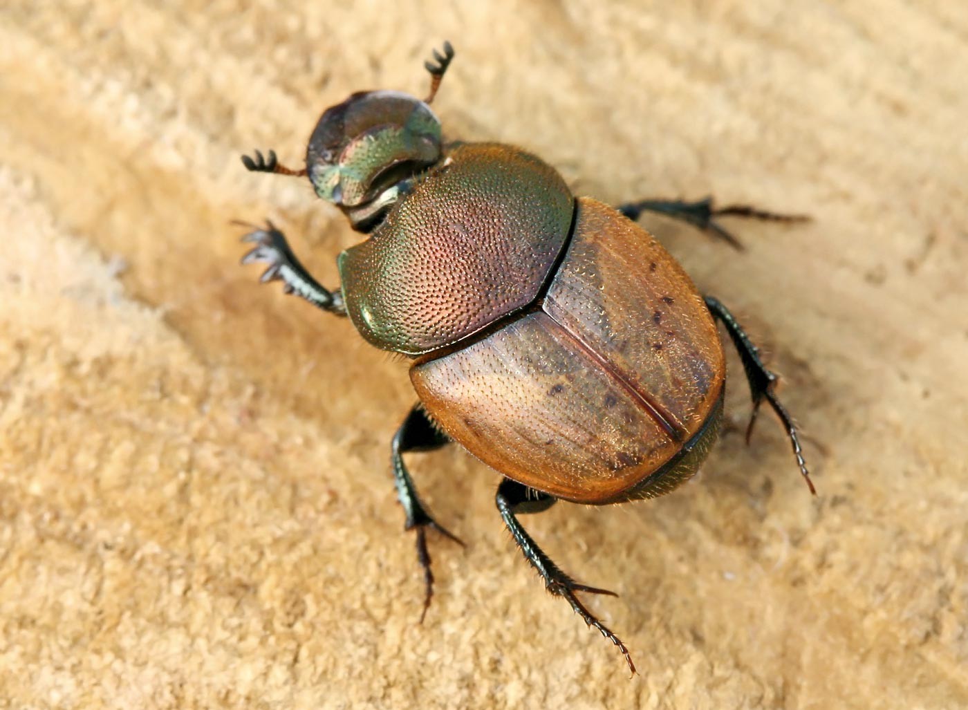 Resultado de imagen de Onthophagus coenobita