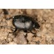 Onthophagus verticicornis  x5