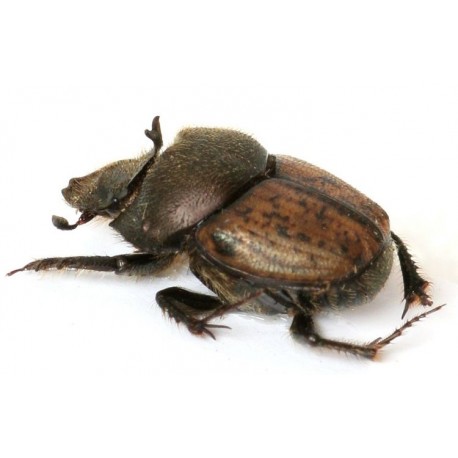 Onthophagus fissicornis