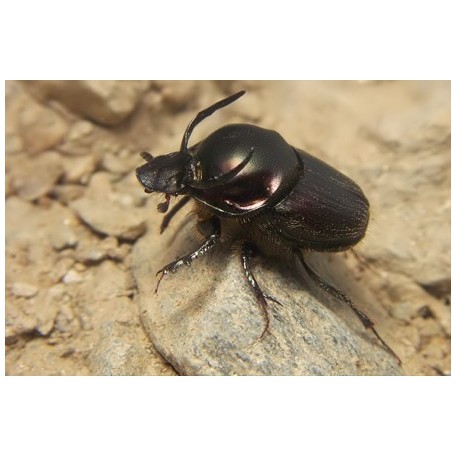 Onthophagus illyricus