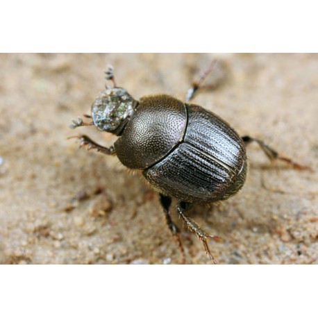 Onthophagus grossepunctatus x5