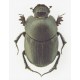 Euonthophagus gibbosus x2  x5