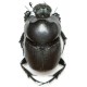 Euonthophagus amyntas alces x2