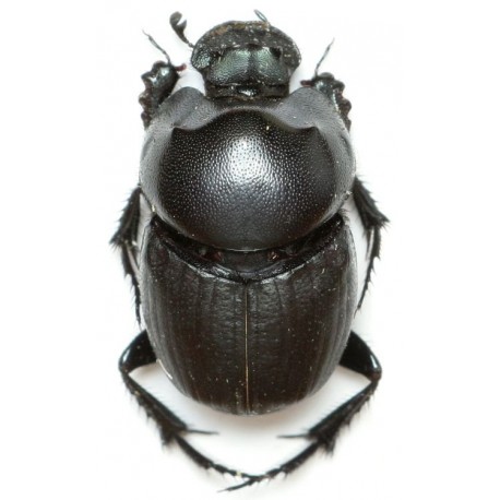 Euonthophagus amyntas alces x2