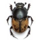 Onthophagus marginalis