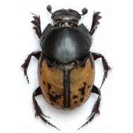 Onthophagus marginalis