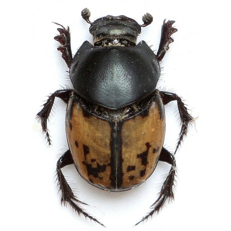 Onthophagus marginalis