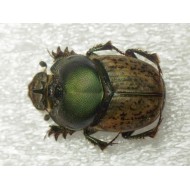 Onthophagus vacca