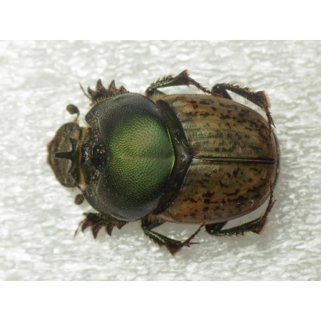 Onthophagus vacca