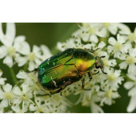 Cetonia aurata pisana