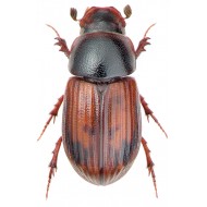 Aphodius zenkeri  x2