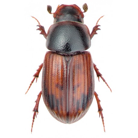 Aphodius zenkeri  x2