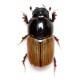 Aphodius foetidus  x3