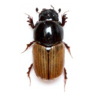 Aphodius zenkeri  x2