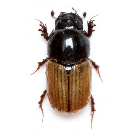 Aphodius foetidus  x3