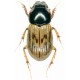 Nimbus contaminatus