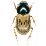 Nimbus contaminatus