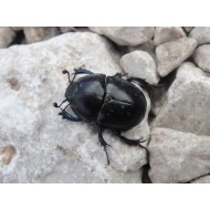 Anoplotrupes stercorosus x2