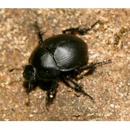 Anoplotrupes stercorosus x2