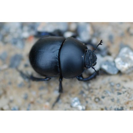 Anoplotrupes stercorosus x2