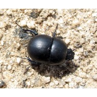 Anoplotrupes stercorosus x2