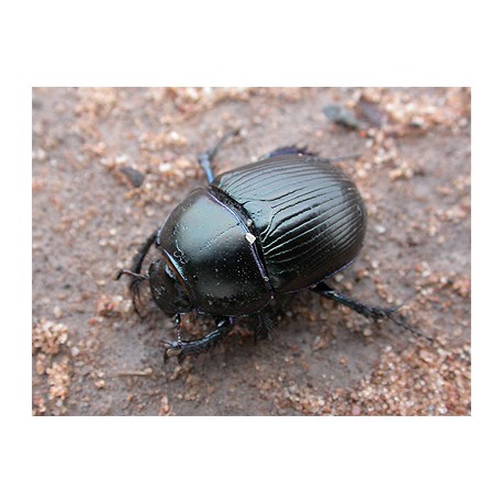 Geotrupes spiniger