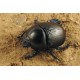 Anoplotrupes stercorosus x2