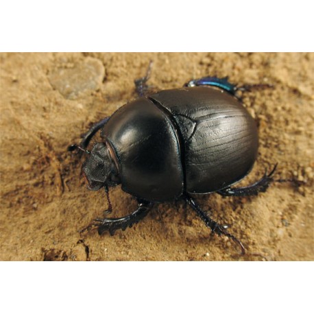 Geotrupes niger