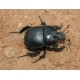 Anoplotrupes stercorosus x2