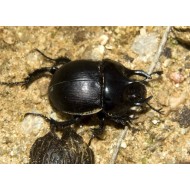 Chelotrupes matutinalis