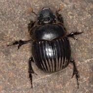 Canthon humectus