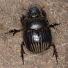 Canthon humectus