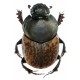 Onthophagus medius