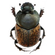 Onthophagus medius