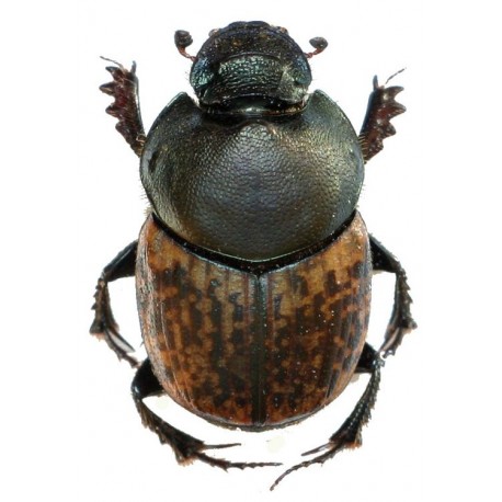 Onthophagus medius