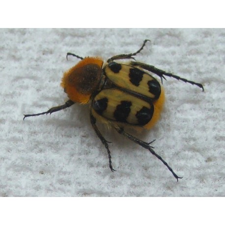 Trichius fasciatus