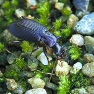 Laemostenus complanatus