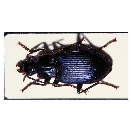 Laemostenus cimmerius cimmerius