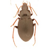 Laemostenus complanatus