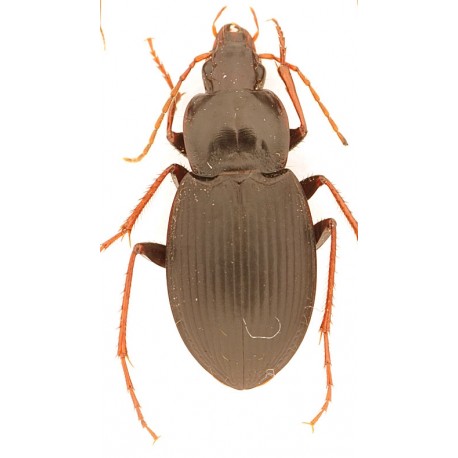 Laemostenus complanatus